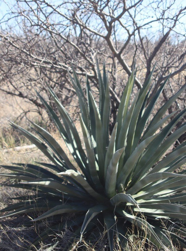 Brown's Canyon Ranch景点图片