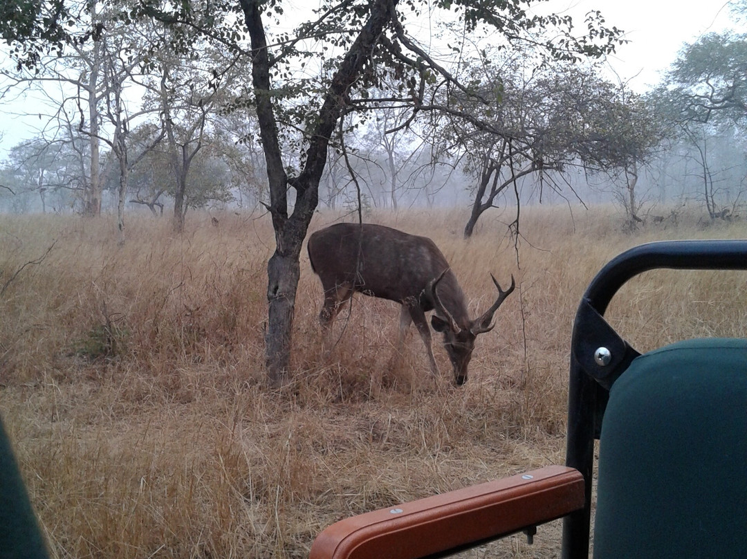 The Panna National Park Safari景点图片