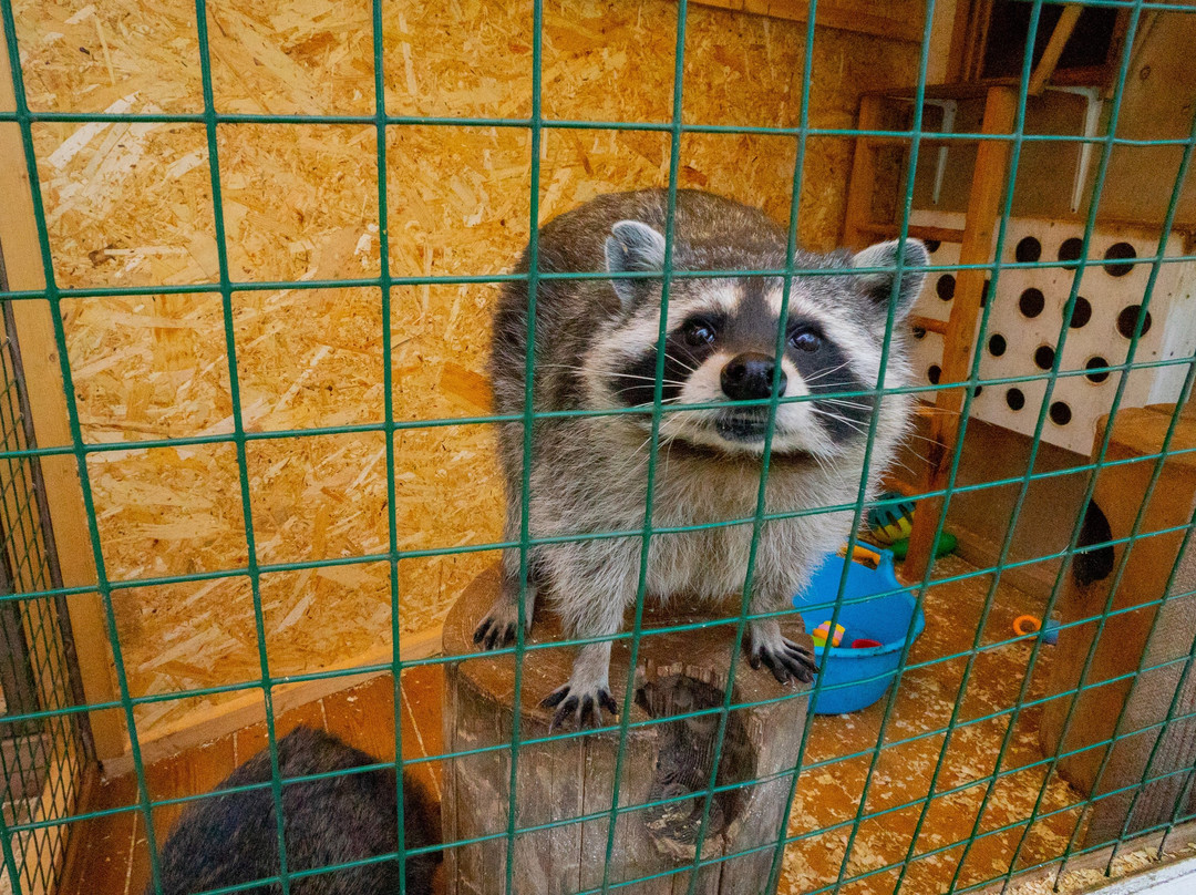 Racoon's House-Khotkovo必去景点