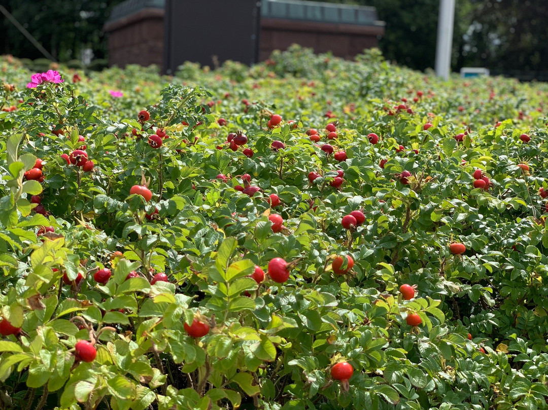 U-Boot-Ehrenmal-Heikendorf必去景点