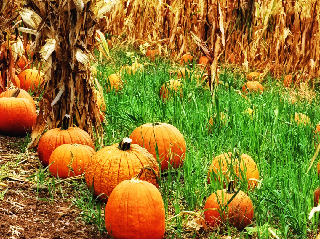 Boccali Ranch Pumpkin Patch-奥海必去景点