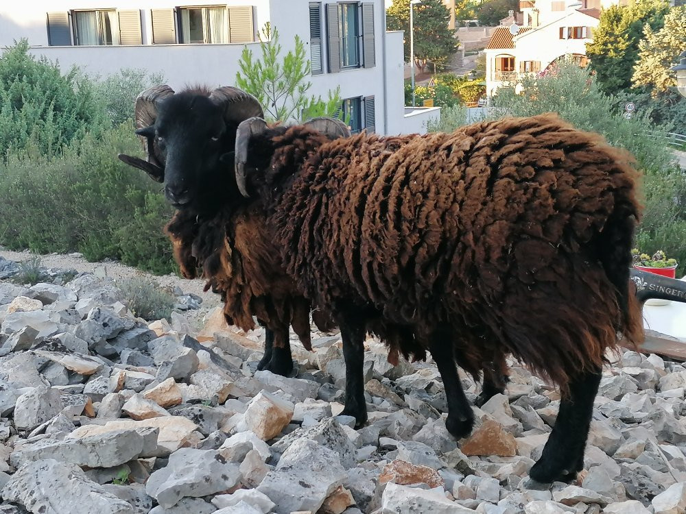 The Lošinj Aromatic Garden景点图片