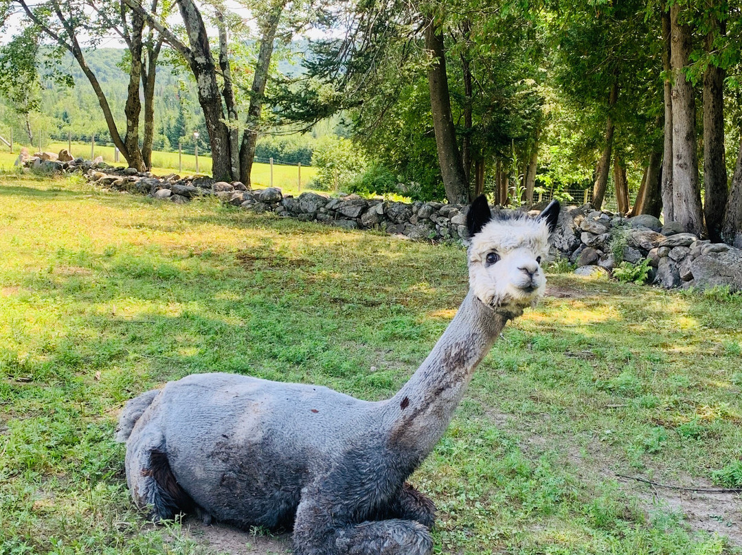 Alpagas Sutton-Sutton必去景点