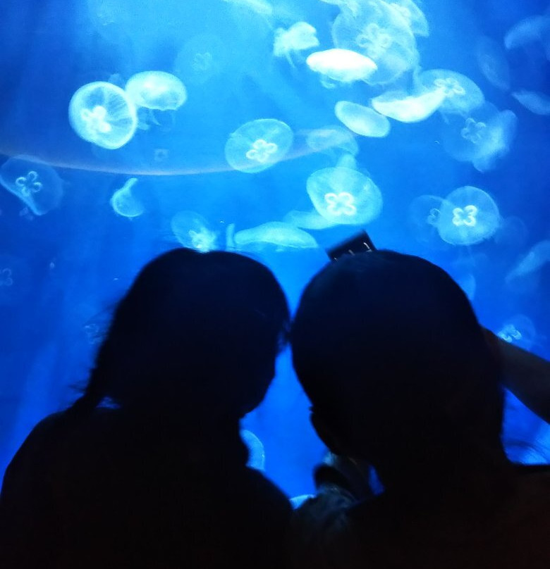 Kochi Prefectural Ashizuri Kaiyokan Aquarium-土佐清水市必去景点