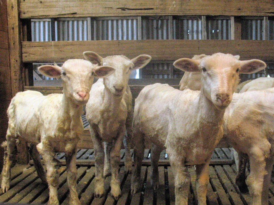 Warrook Farm-Monomeith必去景点