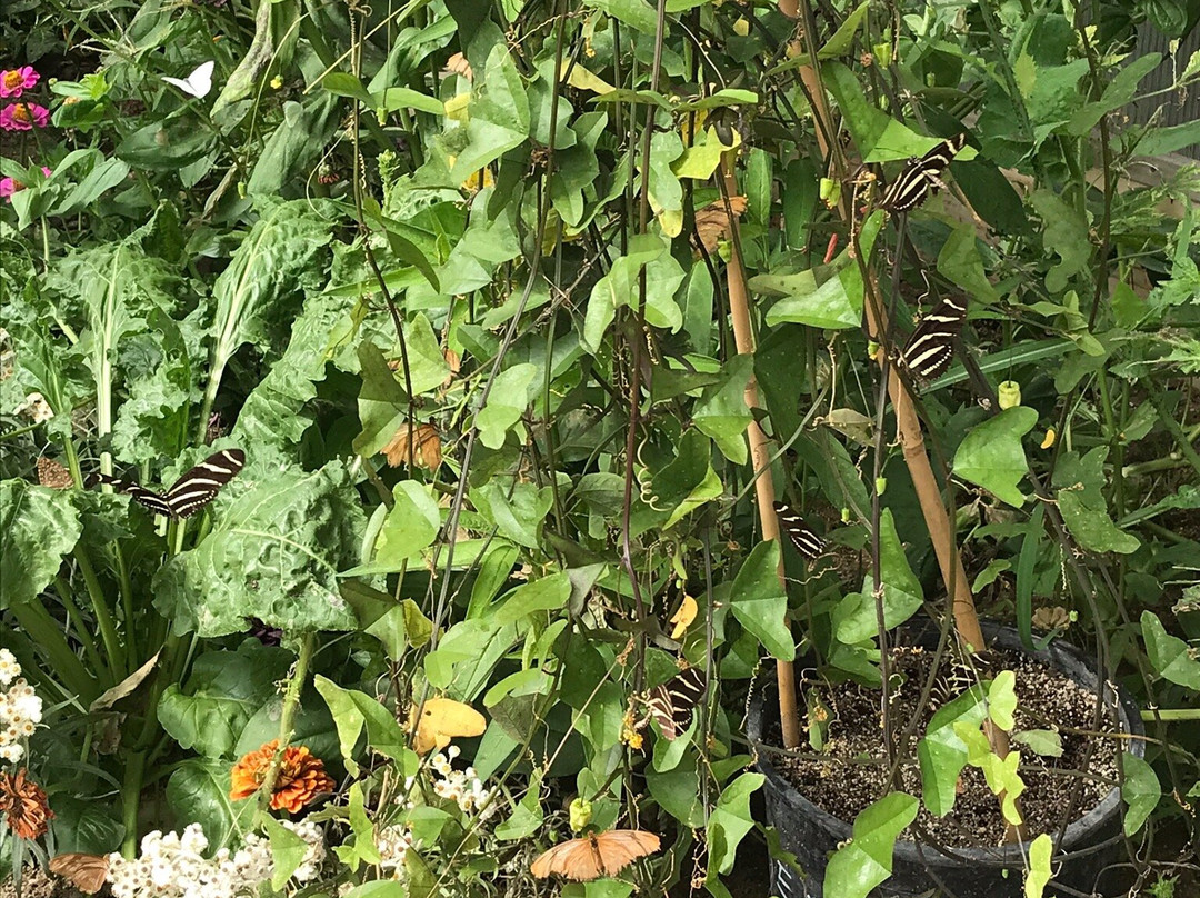 The Butterfly Haven-Pingree必去景点