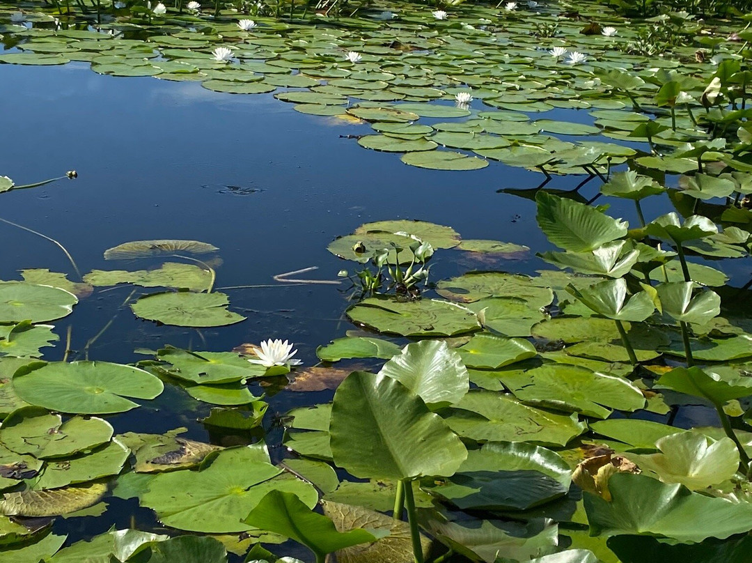 Kissimmee Swamp Tours-Kenansville必去景点