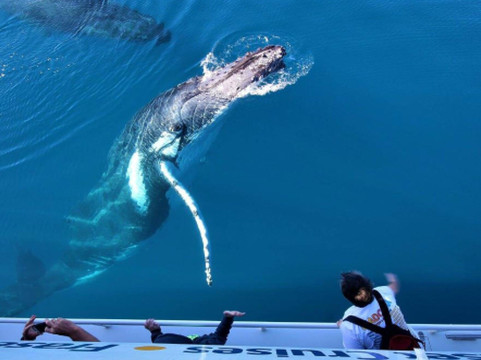 WhaleWatcher.com.au-赫维湾必去景点
