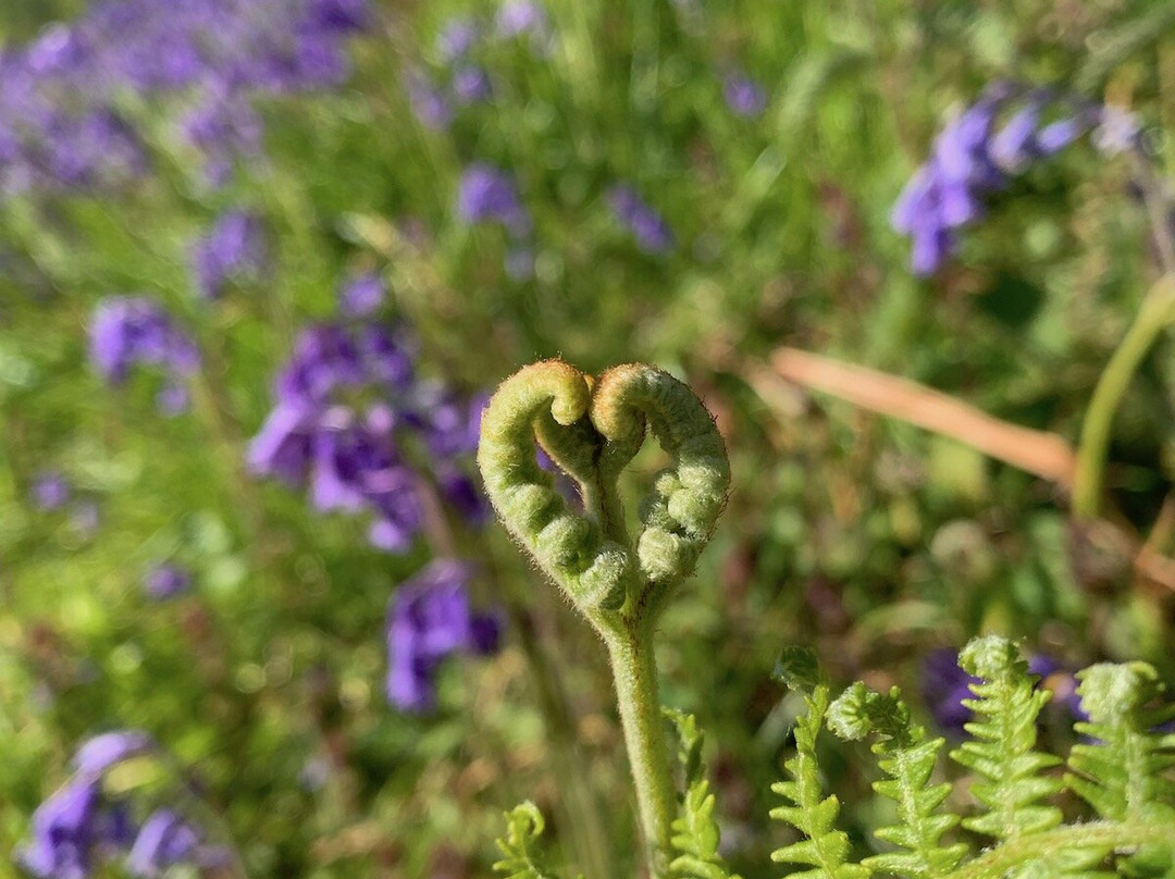 The Old Kennels主图