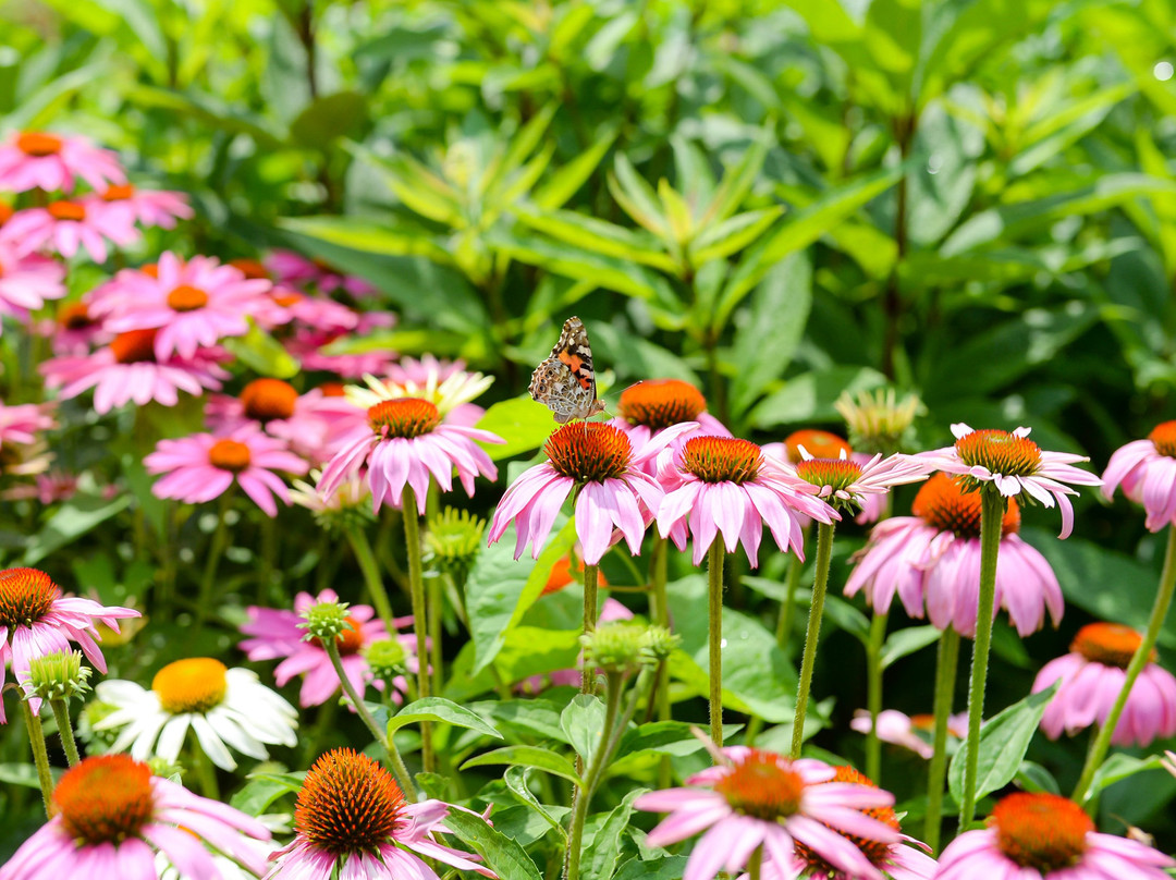 皇后区植物园-法拉盛必去景点
