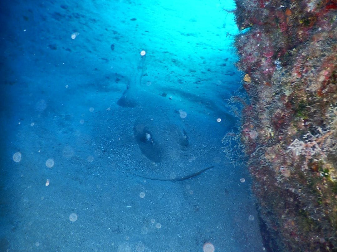 Alisios Sub Centro de Buceo-卡门港必去景点