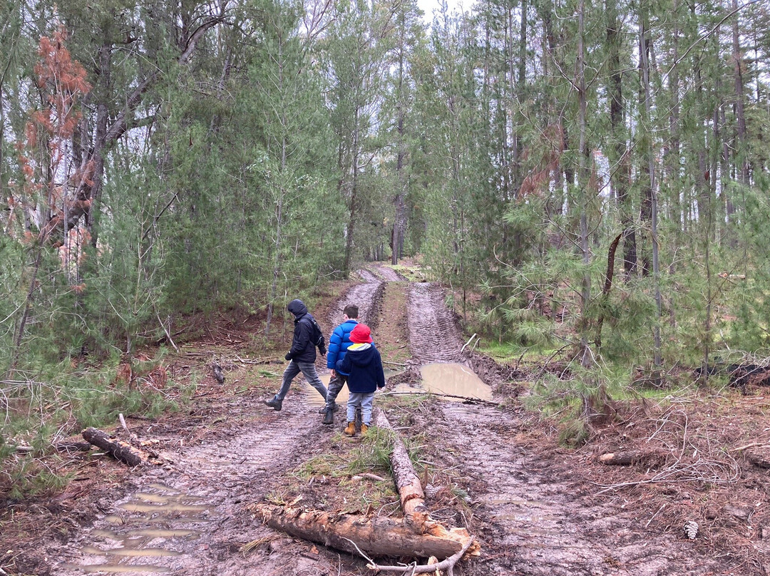 Wirrabara Forest景点图片