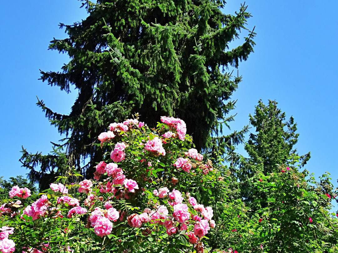 Arboretum Kalmthout景点图片