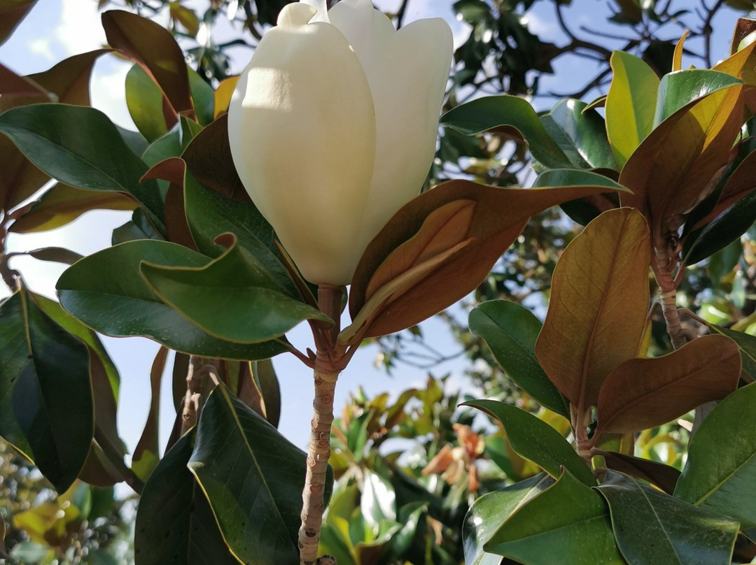 Jardin del Parterre-阿兰胡埃斯必去景点