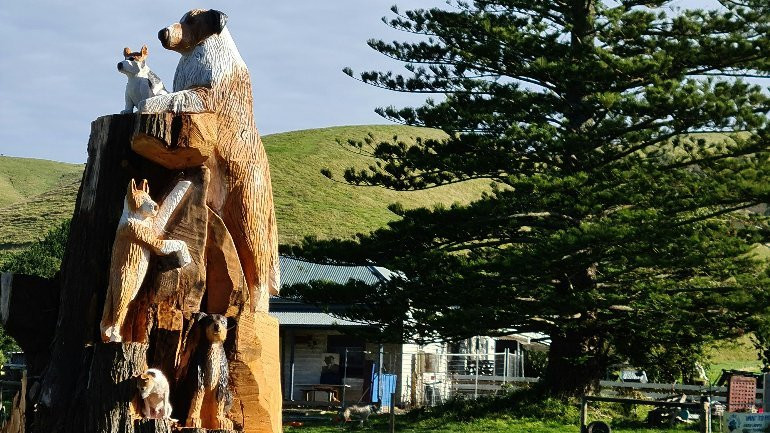 Toora Dog Tree-Toora必去景点