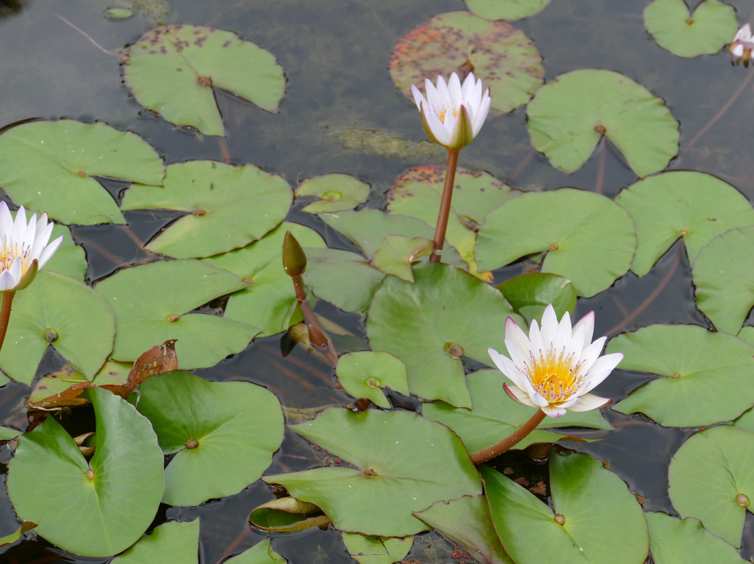 Recinto del Pensamiento-Manizales必去景点