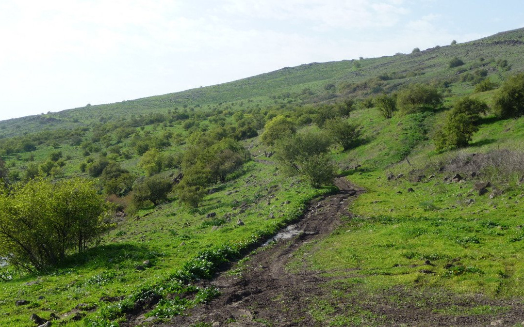 Yehudiya Forest Nature Reserve景点图片