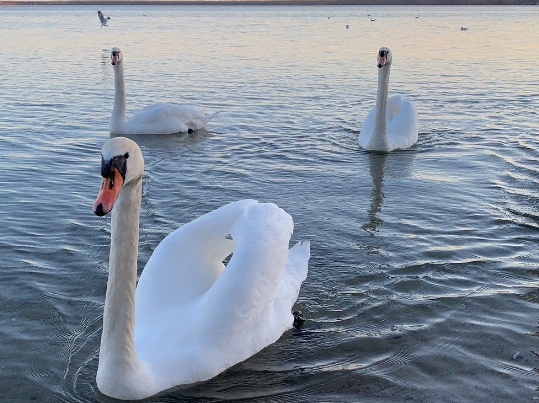 Lake Narach-Minsk Region必去景点