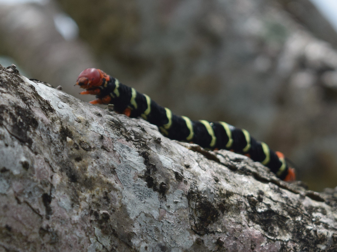 Sunnyside Garden-St. George's必去景点