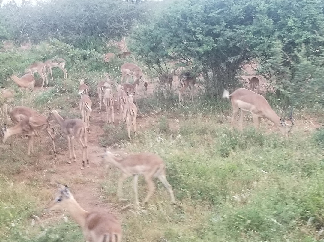 Sentashya Safaris-玛洛斯帕克必去景点