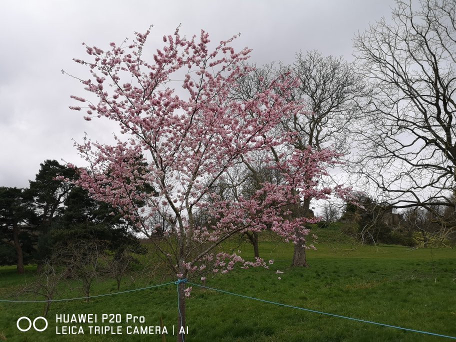 Hawarden Castle景点图片
