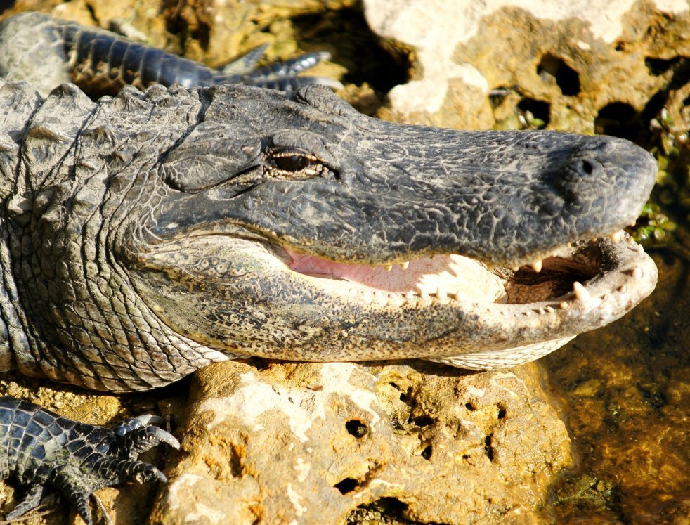 Big Cypress Oasis Visitor Center-奥乔皮必去景点