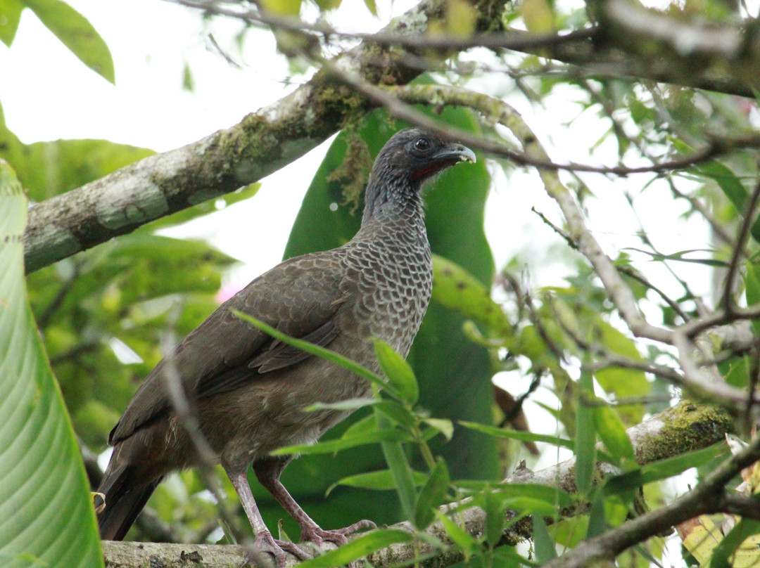 Aves en el Medio-恩维加多必去景点