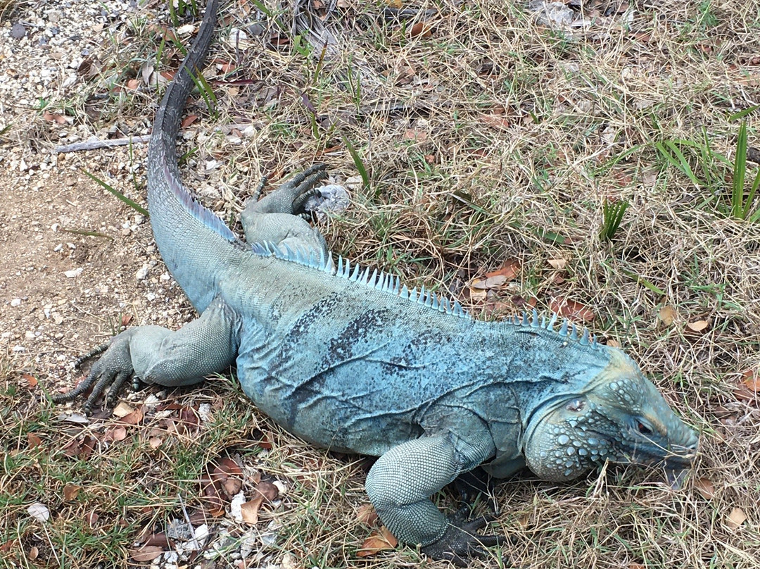 Blue Iguana Conservation Tour景点图片