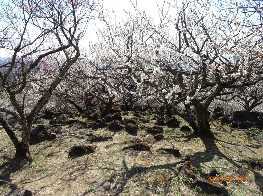 Mt. Tsukuba Ume Blossom Matsuri-筑波市必去景点
