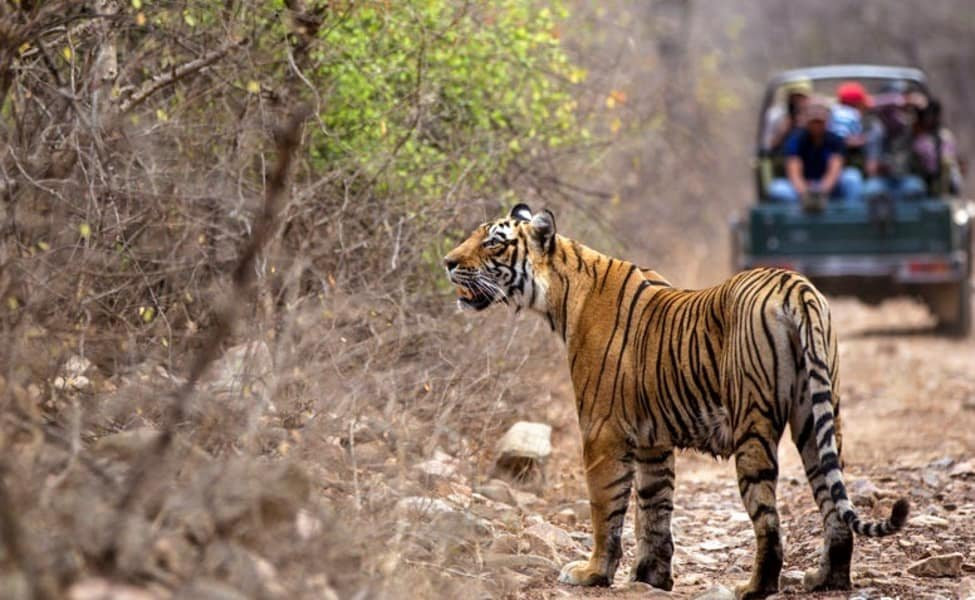 ranthambore safari 360景点图片