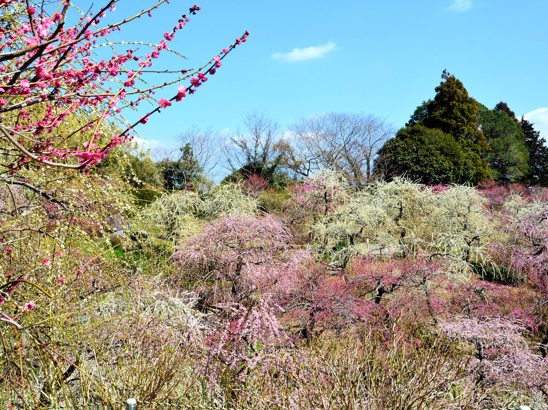 Tatsuo Shrine Hanateien景点图片