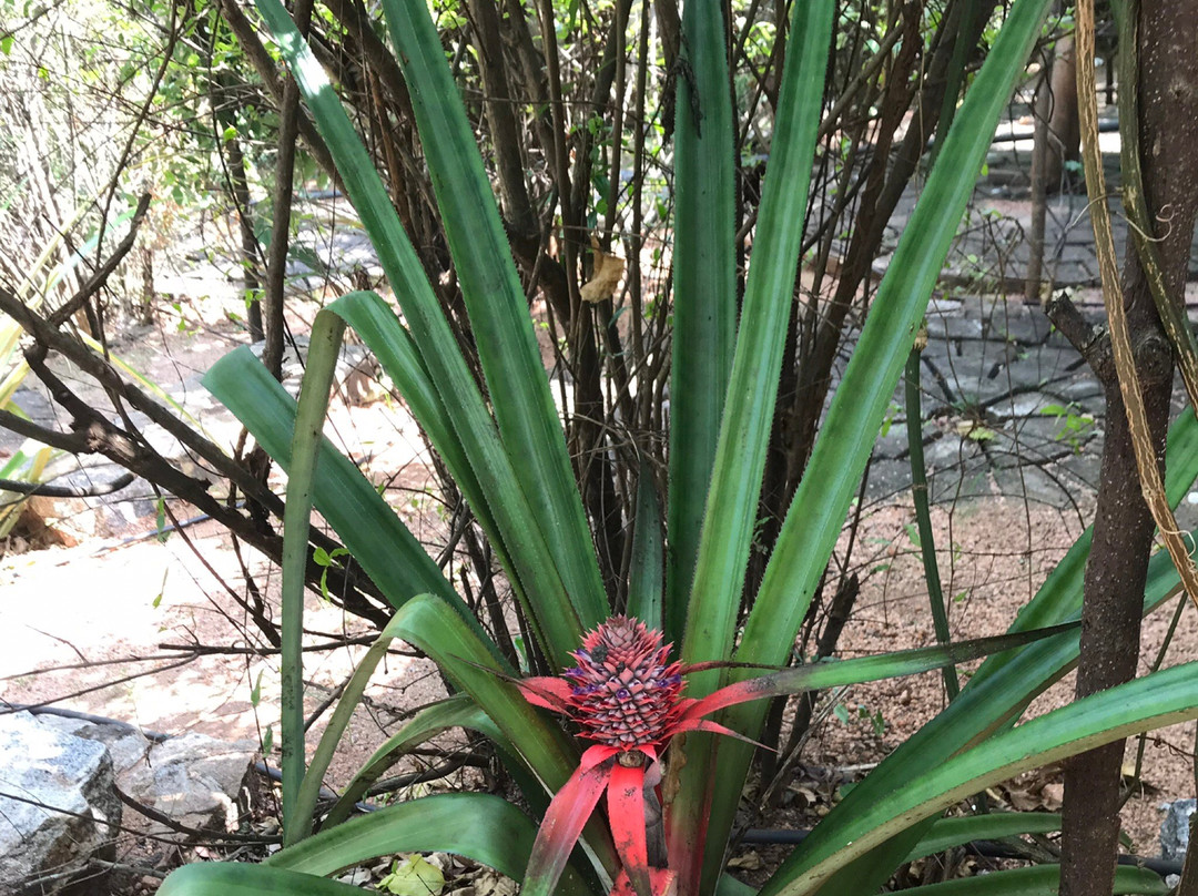 Delum Uyana Tours-丹布拉必去景点