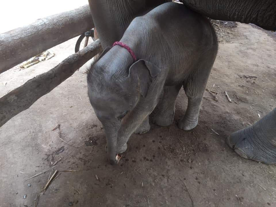 Elephant Care & Grand Canyon Jumping-清迈必去景点