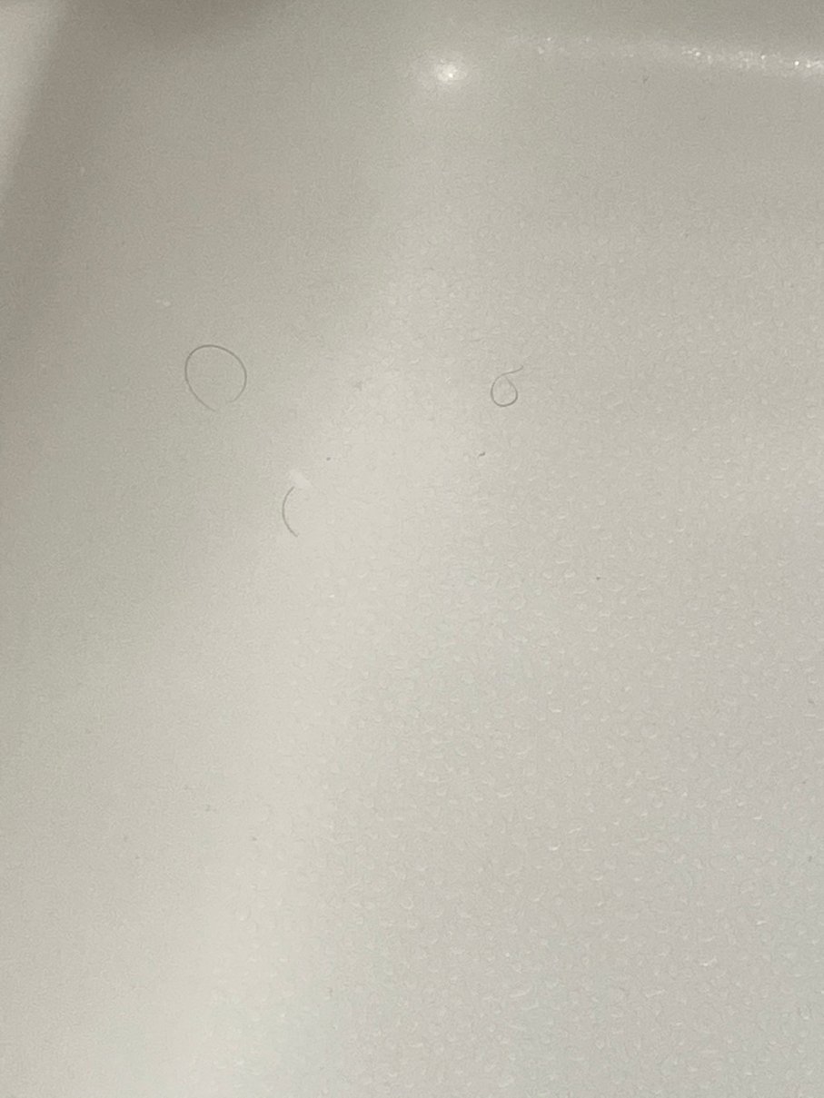 斯特劳兹堡波科诺山欢朋酒店及套房-portrait