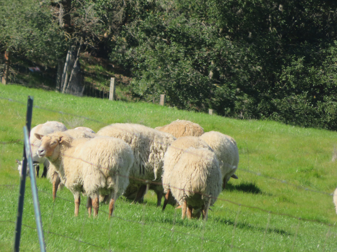 Forest Home Farms Historic Park-圣拉蒙必去景点