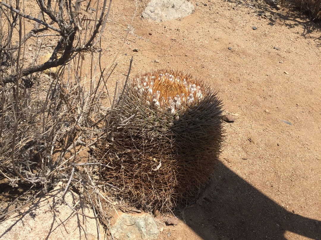 Reserva Nacional Las Chinchillas-Illapel必去景点