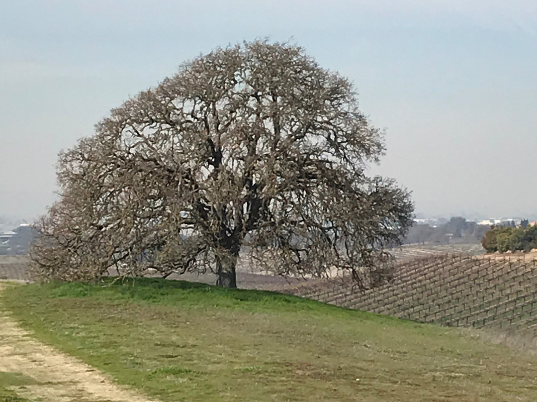 Steinbeck Vineyards & Winery景点图片