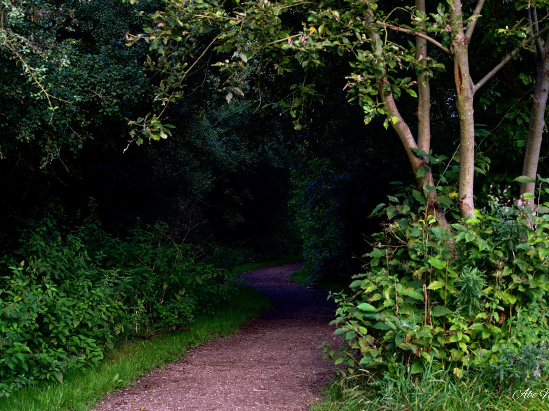 Brierley Forest Park景点图片