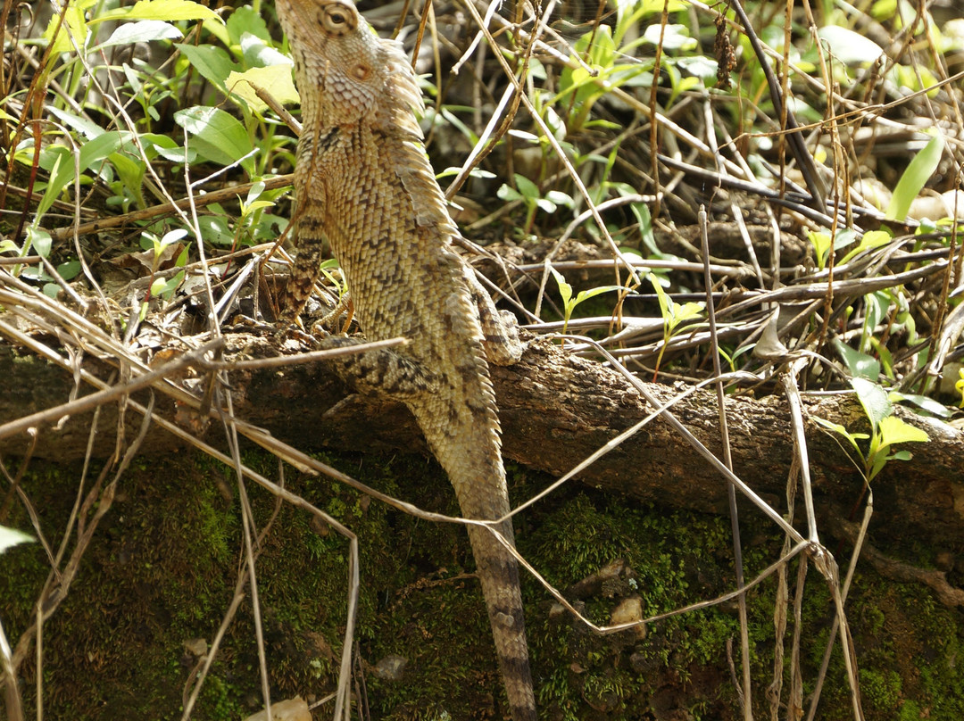 小亚当峰-埃勒必去景点
