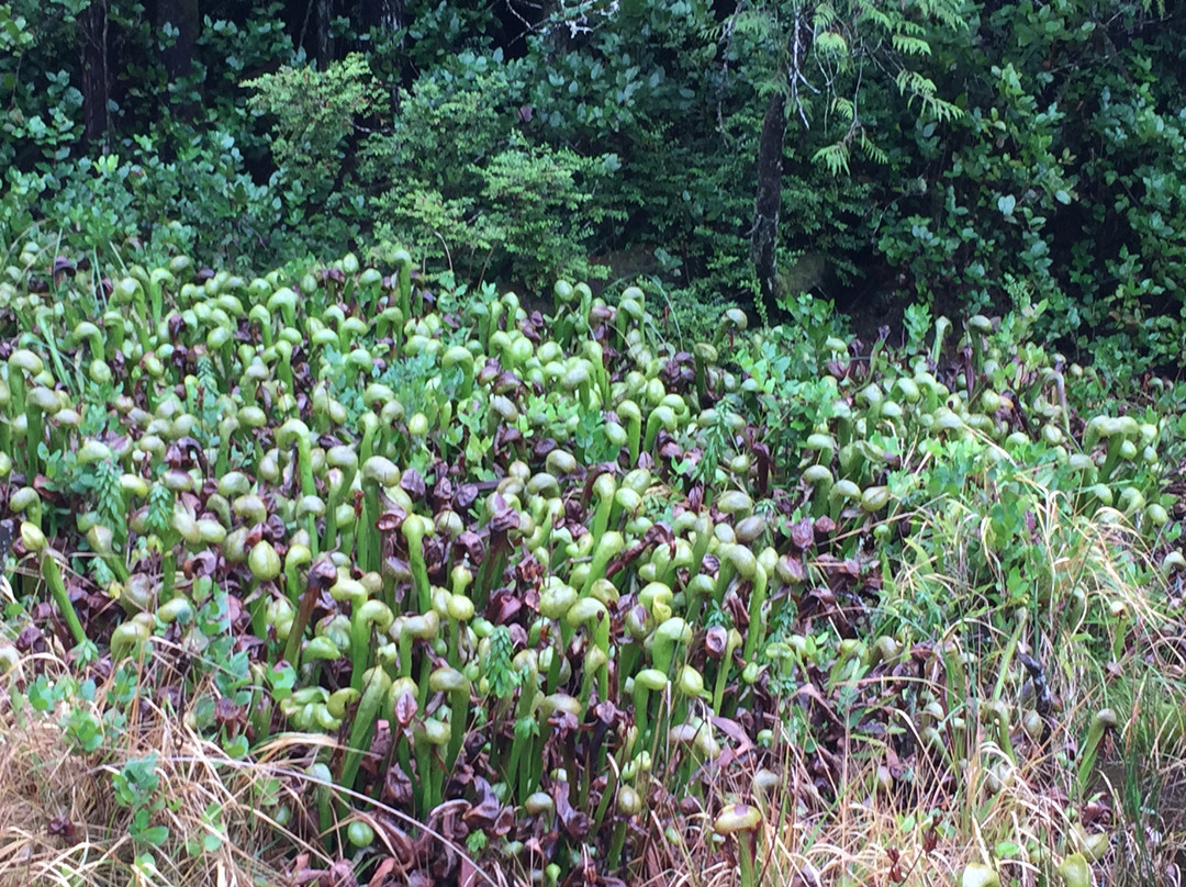 Darlingtonia State Natural Site-弗洛伦斯必去景点