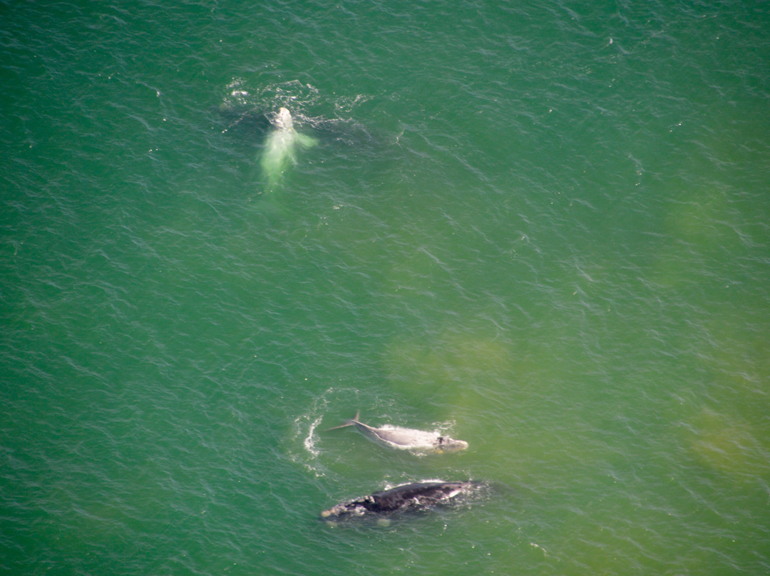 African Wings - Day Trips-卡里登必去景点