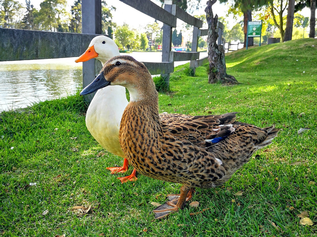 Parque de Los Novios-波哥大必去景点