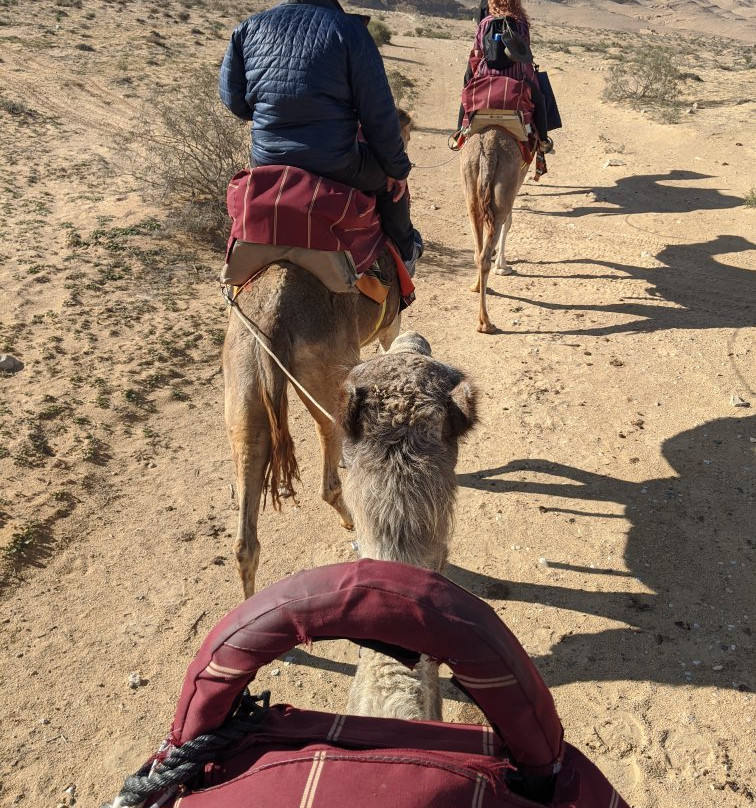 Negev Camel Ranch-Dimona必去景点