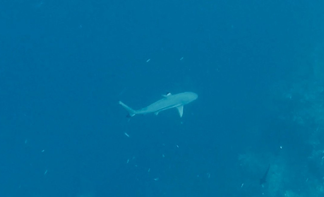 Black Marlin Dive Resort主图