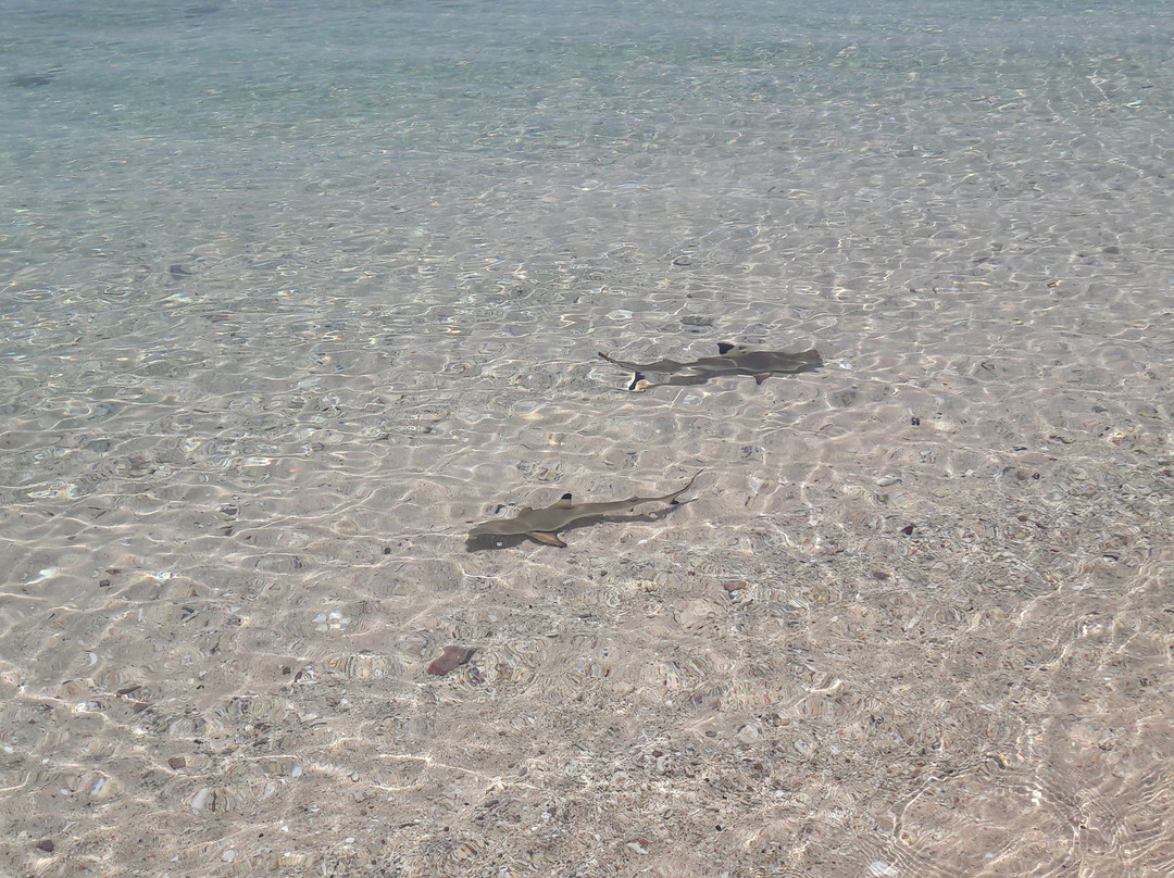 天使岛度假村主图