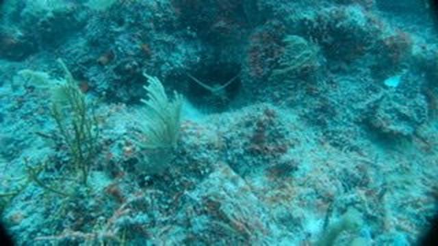 Pepe Dive Mahahual-Mahahual必去景点