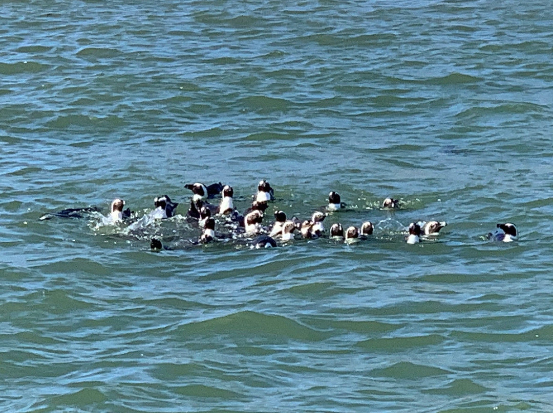 Zeepaard Boat Tours-吕德里茨必去景点