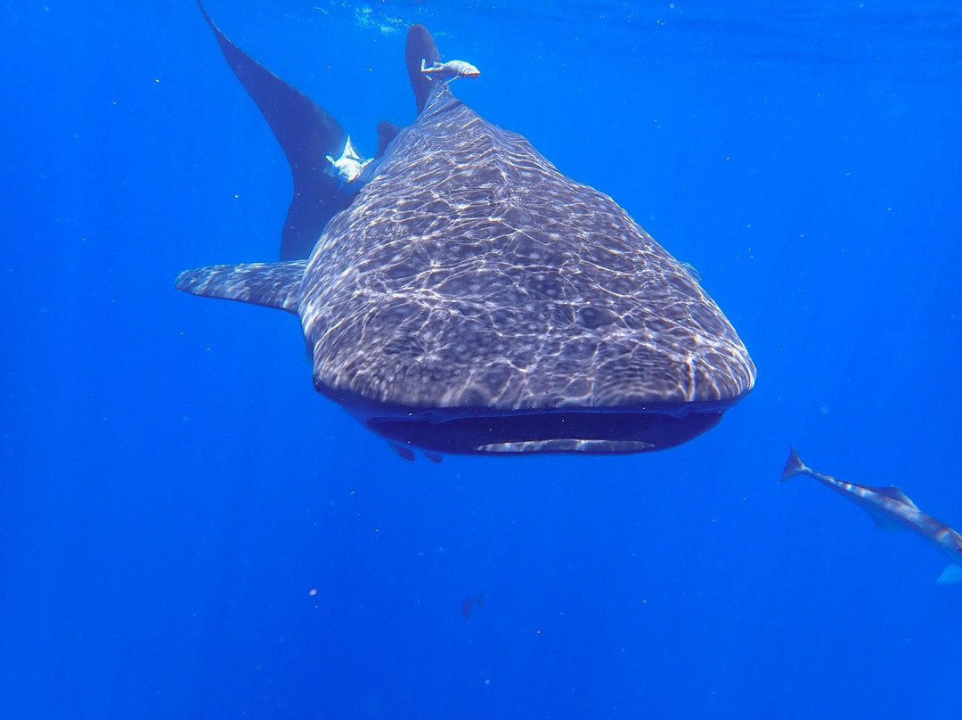 Les Baleines Rand'eau景点图片