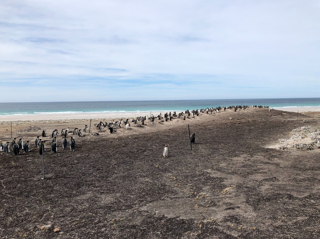 Saunders Island景点图片