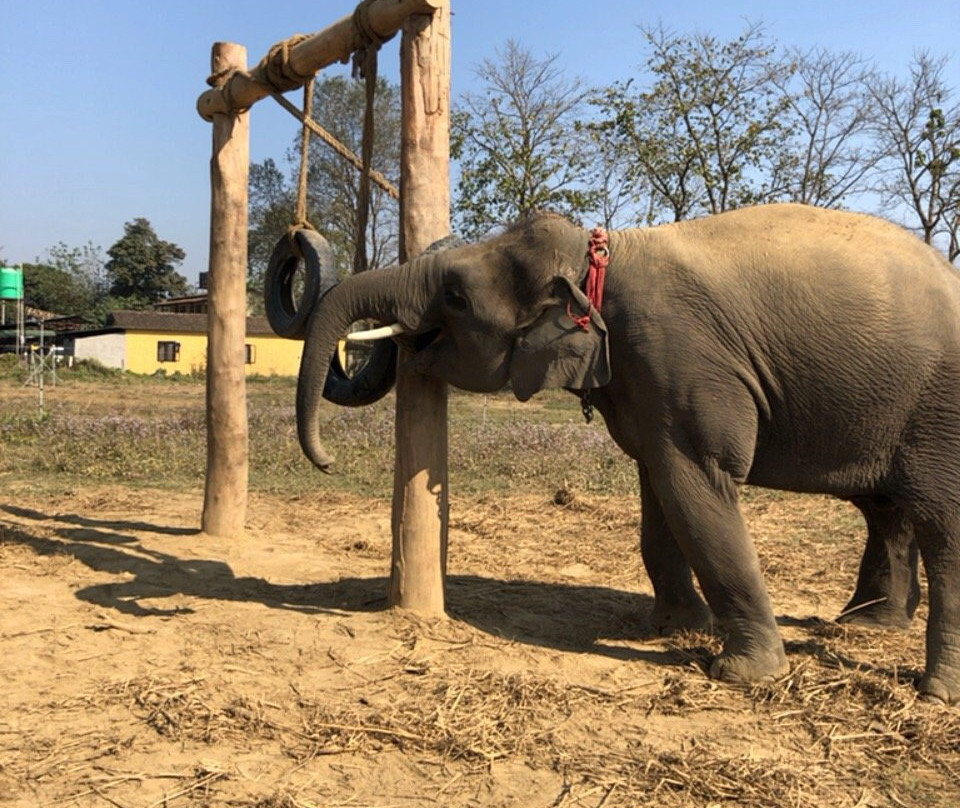 Everything Elephant-苏拉哈必去景点